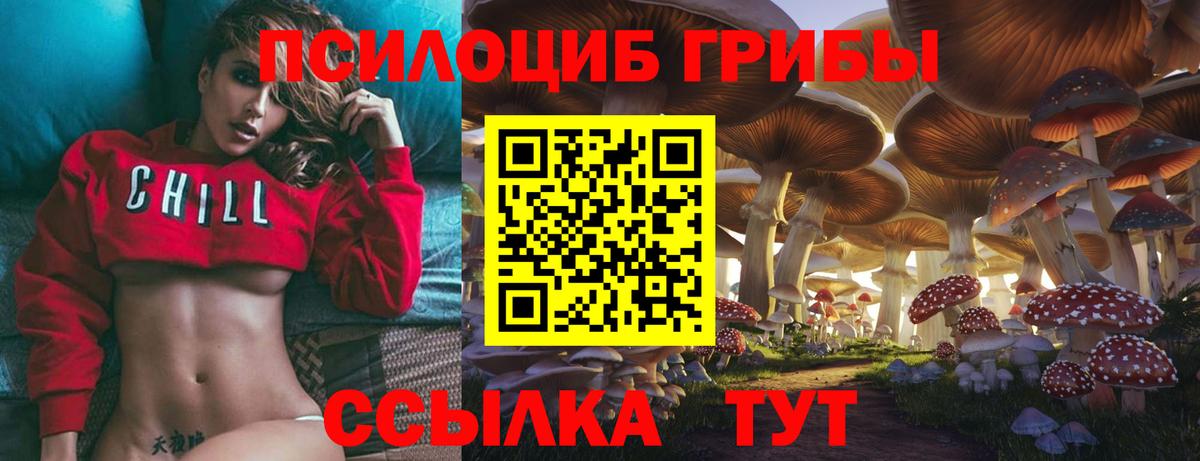 Псилоцибиновые грибы Psilocybe Шадринск